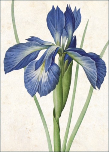 Atklātne Iris Xiphiodes, Pierre-Joseph Redouté, Teylers