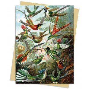 Atklātne ar aploksni Ernst Haeckel: Hummingbirds